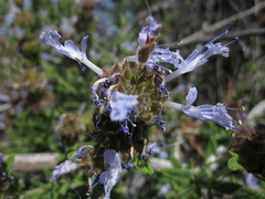 Salvia eremostachya
