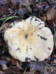 Lactarius alnicola