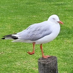 Chroicocephalus novaehollandiae novaehollandiae