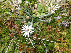 Celmisia major brevis