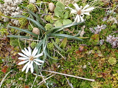 Celmisia major brevis