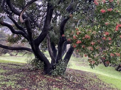 Heteromeles arbutifolia