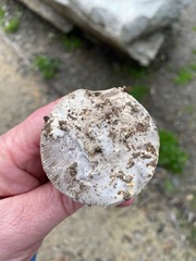 Amanita protecta