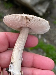Amanita protecta