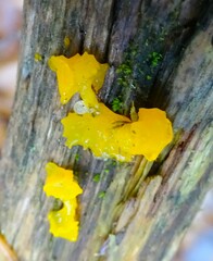 Dacrymyces capitatus