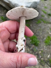 Amanita protecta