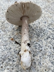 Amanita protecta