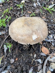 Amanita protecta