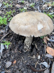 Amanita protecta