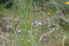 Arthropodium milleflorum
