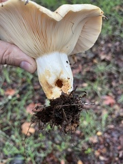 Lactarius alnicola