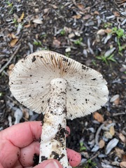 Amanita protecta
