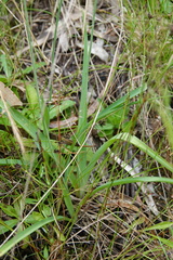 Arthropodium milleflorum