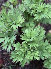 Magnoliopsida