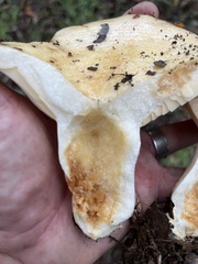 Lactarius alnicola