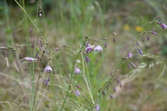 Arthropodium milleflorum