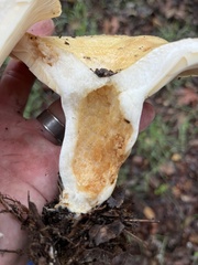 Lactarius alnicola