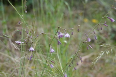 Arthropodium milleflorum