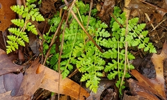 Woodsia obtusa