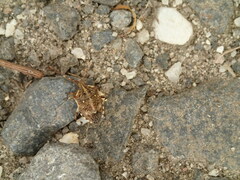 Oncocoris geniculatus