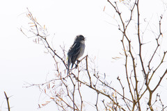 Setophaga coronata coronata × auduboni