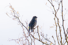 Setophaga coronata coronata × auduboni