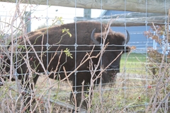 Bison