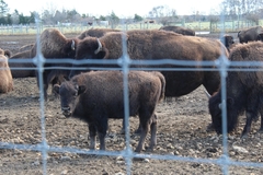 Bison