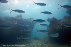 Pterocaesio tessellata