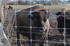 Bison