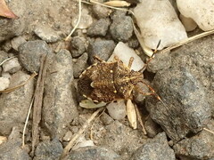 Oncocoris geniculatus