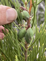 Hakea drupacea