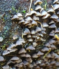 Hypocenomyce scalaris