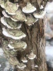 Steccherinum bourdotii