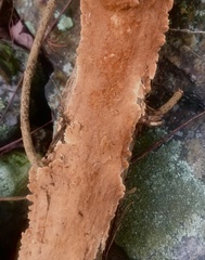 Steccherinum bourdotii