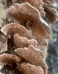 Steccherinum bourdotii