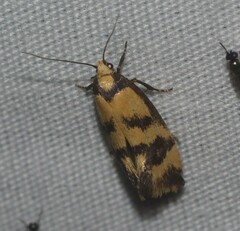 Olbonoma triptycha