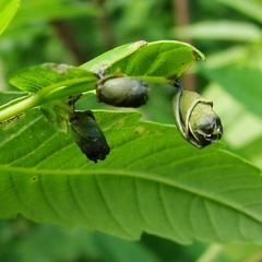 Synolabus nigripes