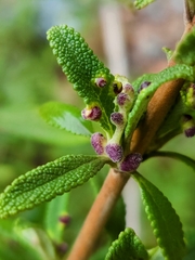 Rhopalomyia audibertiae
