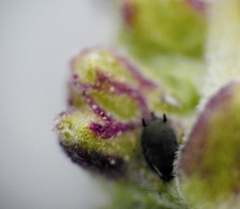 Rhopalomyia audibertiae