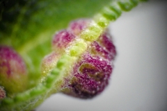Rhopalomyia audibertiae