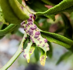 Rhopalomyia audibertiae