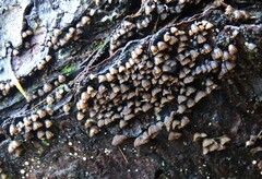 Hypocenomyce scalaris