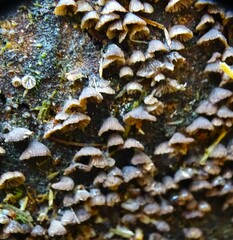 Hypocenomyce scalaris