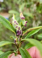 Rhopalomyia audibertiae