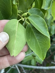 Prunus ilicifolia lyonii