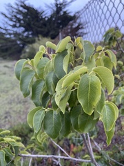 Prunus ilicifolia lyonii
