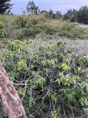 Prunus ilicifolia lyonii