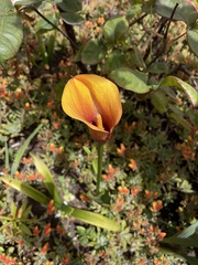 Zantedeschia