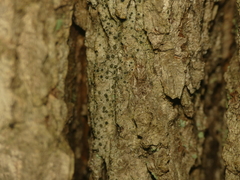 Cresponea chloroconia